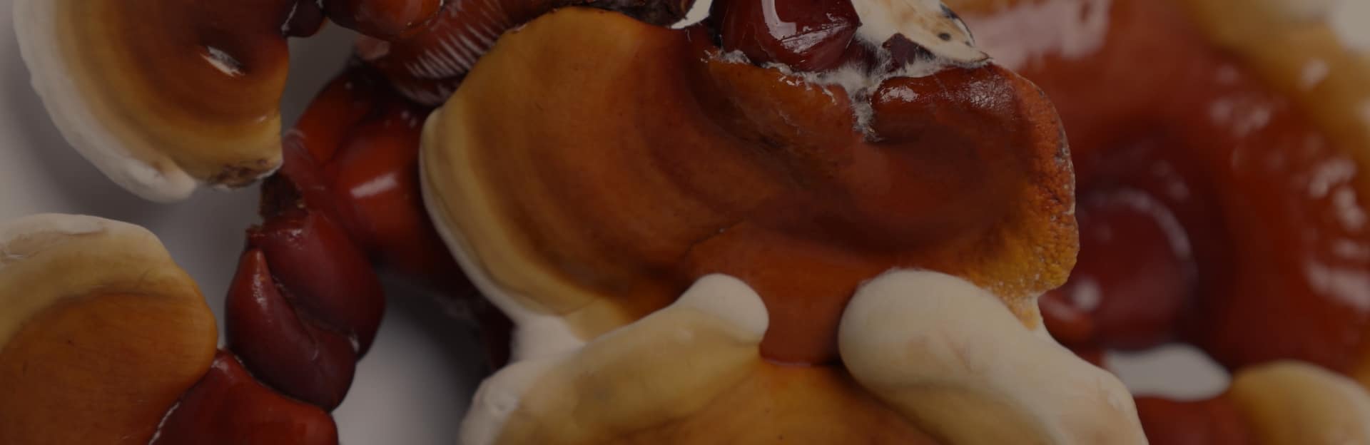 Unveiling the secrets of Reishi Mushroom