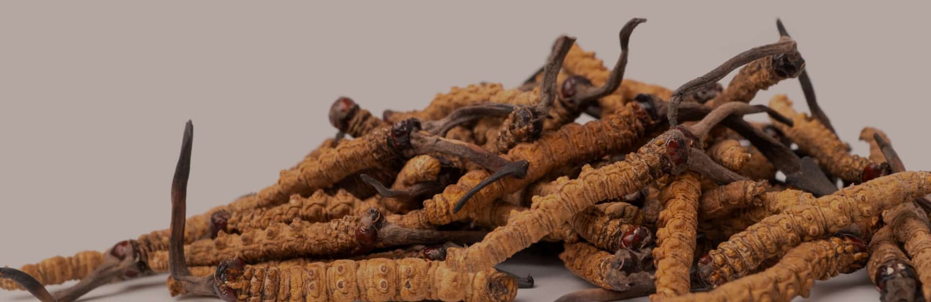 Why take Cordyceps Mushroom Supplements?